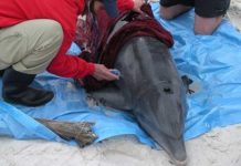 Encuentran cientos de delfines mutilados en una playa francesa