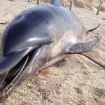 Preocupa en Francia los mil 100 delfines muertos este año francia