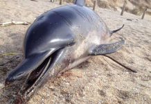 Preocupa en Francia los mil 100 delfines muertos este año francia