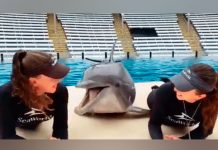 Captan a un delfín dándole besos a dos chicas cerca a su piscina abuelo