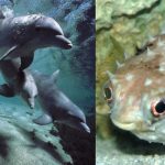 Así es como estos delfines se «drogan» con un pez globo video