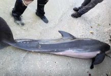 Hallan una manguera de 60 cm en el estómago de un delfín muerto estados unidos