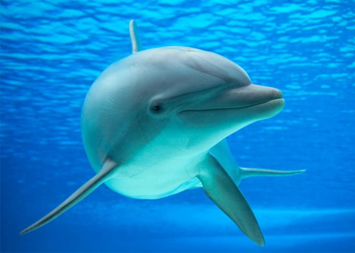 delfon-de-dos-cabezas turquia