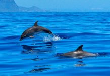 ¿Cocodrilos con aletas de delfín? Especie deja atónitos a investigadores fosil