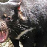 El demonio de Tasmania aprende a resistir el cáncer que lo amenazaba ciencia