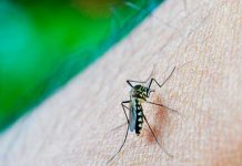 ¡Alerta! Cambio climatico podría provocar epidemia de dengue cambio climatico