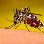 ¿Cómo combatir el dengue? como