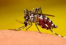 ¿Cómo combatir el dengue? como