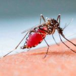 ¿Qué es el dengue? Síntomas, causas y cómo tratar la enfermedad dengue