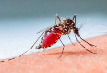 ¿Qué es el dengue? Síntomas, causas y cómo tratar la enfermedad dengue