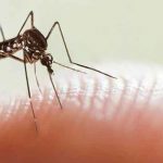 Casos de dengue en Argentina registra una cifra récord de 56.492 casos argentina