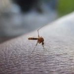 Aumenta a 51 los muertos por dengue en Honduras honduras