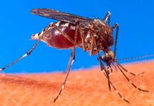 Aumentan los casos de dengue y la fiebre amarilla en Brasil aumentan
