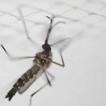 Los casos de dengue toman fuerza en Costa Rica durante pandemia costa rica
