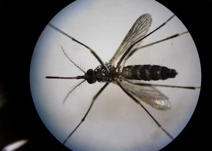 dengue-florida florida