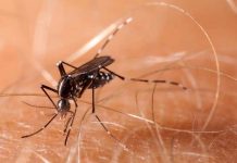 Casos de dengue local en Florida aumentan a doce estados unidos