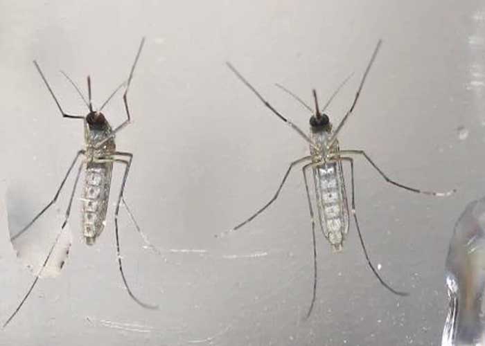 dengue-local-florida-_GEe7hMJ estados unidos