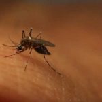 Casos de dengue local se elevan a cinco en Miami-Dade estados unidos