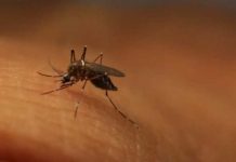 Casos de dengue local se elevan a cinco en Miami-Dade estados unidos