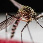 Paraguay: Epidemia de dengue deja 47 muertes en lo que va de año paraguay