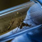 Dengue deja 12 muertos en Perú en 2020 peru