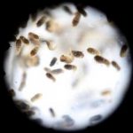 Cuba prueba técnica para controlar al mosquito transmisor del dengue cuba