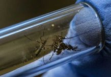 Detectan el primer caso de transmisión sexual del dengue en Europa europa