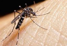 Infección del dengue podría proteger del zica infeccion