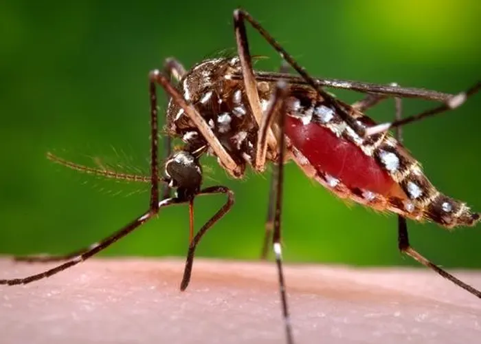 Informan hallazgo de mosquito transmisor de dengue en Florida estados unidos