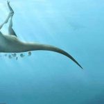 Descubren una nueva especie de dinosaurio en Reino Unido reino unido