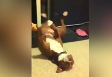 ¡De película! Perro finge desmayarse para evitar que le corten las uñas estados unidos