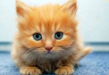 ¿Por qué se celebra hoy el día internacional del gato? tendencia