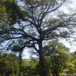 Nicaragua se reforesta en el Día Mundial del Medio Ambiente nicaragua