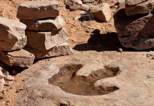 Descubren una nueva especie de dinosaurio en Brasil descubren