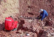 Hallan nueva especie de dinosaurio herbívoro en Argentina america del sur