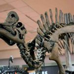 Ngwevu intloko la nueva especie de dinosaurio descubierta