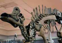 Ngwevu intloko la nueva especie de dinosaurio descubierta