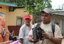 Árboles frutales y ecofogones para reducir la contaminación ambiental nicaragua