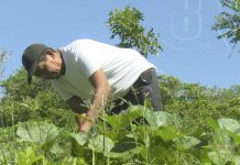 Finca Divino Niño, excelentes estrategias de producción