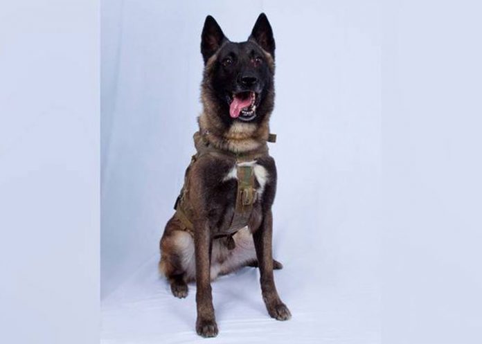 donald-1 estados unidos