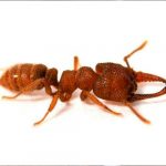 Hormiga Drácula: el movimiento más rápido del mundo animal homriga dracrula