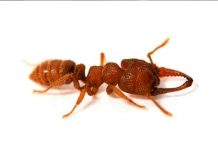 Hormiga Drácula: el movimiento más rápido del mundo animal homriga dracrula