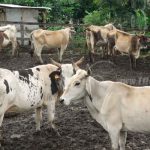 Inseminación artificial mejorará la calidad de leche y carne en Estelí nicaragua