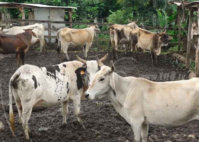 e2_mzzECSH nicaragua