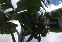 Familias de Macuelizo, Nueva Segovia realizan la tradicional feria del plátano nicaragua