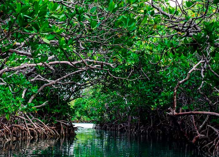 ecosistema-manglar ecologia