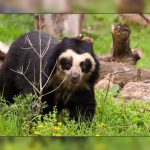 Ecuador: Sentencian a tres años de prisión a dos personas por atentar contra fauna ecuados