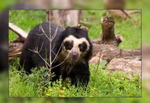 Ecuador: Sentencian a tres años de prisión a dos personas por atentar contra fauna ecuados