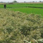 Cultivos que exijan abundante agua quedan prohibidos en Egipto egipto