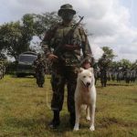 Ejecuta el Ejército plan de seguridad para el café en Boaco nicaragua